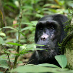 Kibale Chimpanzee