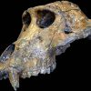 The Primate Fossils of Africa
