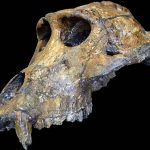 Monkey Skull
