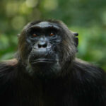 Kibale Chimpanzee