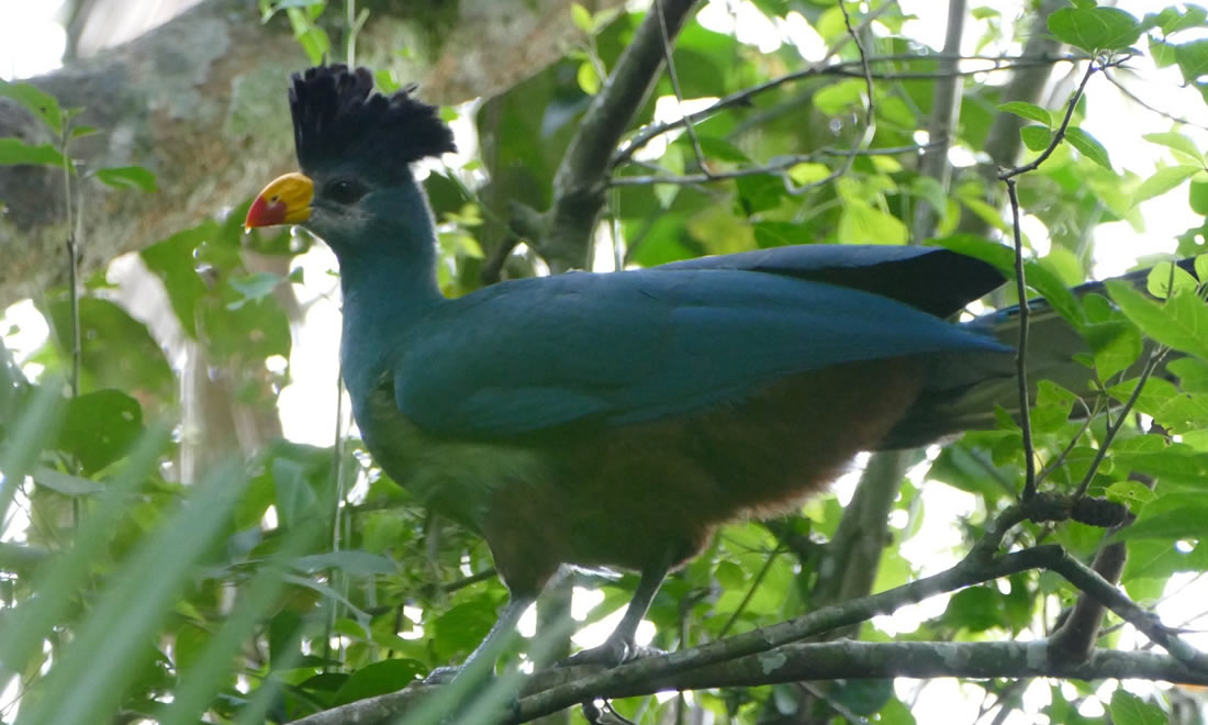 Great Blue Turaco