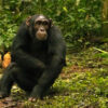 What are the Chances of Seeing Chimpanzees in Uganda?