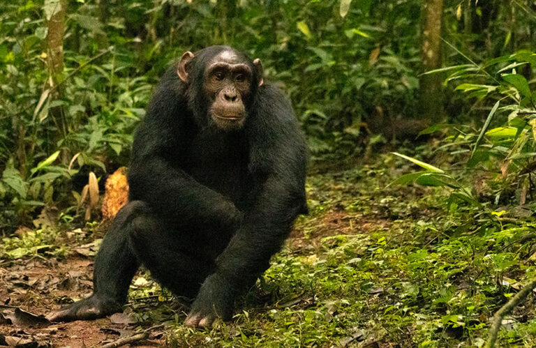 Kibale Chimpanzee