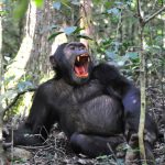 Wild Chimpanzee in Uganda