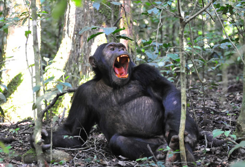 Wild Chimpanzee in Uganda