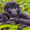 Combining Gorilla Trekking and Chimpanzee Tracking