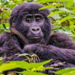 Bwindi Ape