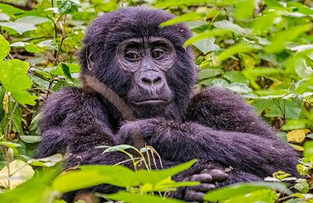 Bwindi Ape